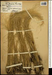 Stipa lessingiana Trin. & Rupr., Caucasus, Armenia (K5) (Armenia)