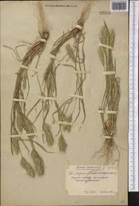 Bromus scoparius L., Middle Asia, Syr-Darian deserts & Kyzylkum (M7) (Uzbekistan)
