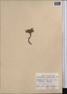 Sibbaldianthe bifurca subsp. bifurca, Middle Asia, Pamir & Pamiro-Alai (M2) (Tajikistan)