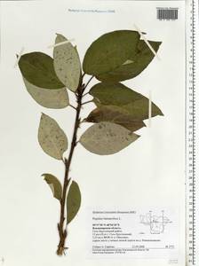 Populus balsamifera, Eastern Europe, Central region (E4) (Russia)