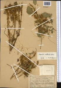 Cuscuta australis R. Br., Middle Asia, Western Tian Shan & Karatau (M3) (Kazakhstan)