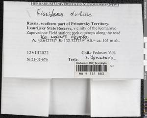 Fissidens dubius P. Beauv., Bryophytes, Bryophytes - Russian Far East (excl. Chukotka & Kamchatka) (B20) (Russia)