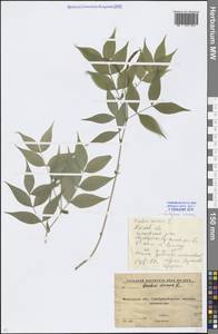 Lathyrus vernus (L.) Bernh., Eastern Europe, Moscow region (E4a) (Russia)