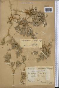 Halimocnemis beresinii Iljin, Middle Asia, Syr-Darian deserts & Kyzylkum (M7) (Uzbekistan)