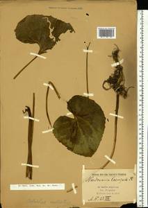Petasites radiatus (J. F. Gmel.) J. Toman, Eastern Europe, Northern region (E1) (Russia)