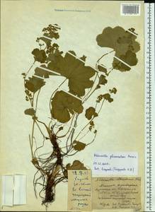 Alchemilla glomerulans Buser, Eastern Europe, Northern region (E1) (Russia)