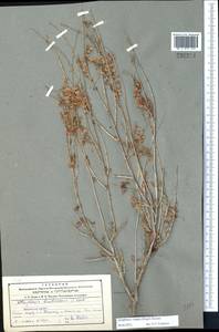 Atraphaxis virgata (Regel) Krasn., Middle Asia, Northern & Central Tian Shan (M4) (Kazakhstan)
