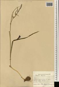 Gladiolus atroviolaceus Boiss., South Asia, South Asia (Asia outside ex-Soviet states and Mongolia) (ASIA) (Iraq)