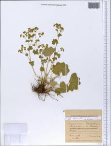 Alchemilla nemoralis Alechin, Eastern Europe, Northern region (E1) (Russia)