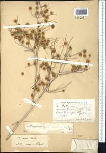 Calligonum rubescens Mattei, Middle Asia, Karakum (M6) (Turkmenistan)
