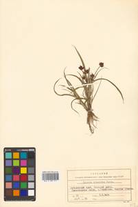 Cyperus orthostachyus Franch. & Sav., Siberia, Russian Far East (S6) (Russia)