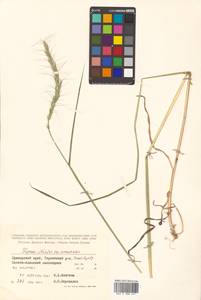 Elymus ciliaris (Trin.) Tzvelev, Siberia, Russian Far East (S6) (Russia)