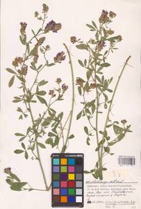 Medicago sativa L., Eastern Europe, Lower Volga region (E9) (Russia)