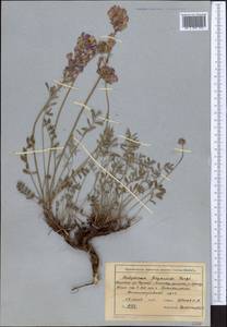 Hedysarum ferganense Korsh., Middle Asia, Northern & Central Tian Shan (M4) (Kyrgyzstan)