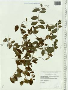 Lathyrus japonicus Willd., Siberia, Russian Far East (S6) (Russia)