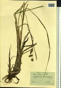 Carex vesicaria L., Siberia, Western Siberia (S1) (Russia)
