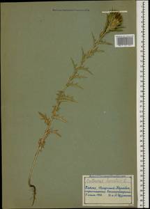 Carthamus lanatus L., Caucasus, Azerbaijan (K6) (Azerbaijan)