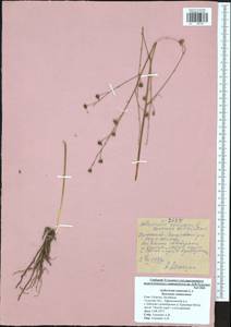 Anthericum ramosum L., Eastern Europe, Central region (E4) (Russia)