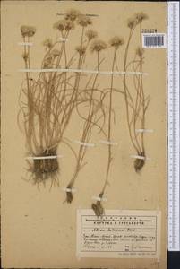 Allium lutescens Vved., Middle Asia, Western Tian Shan & Karatau (M3) (Kazakhstan)