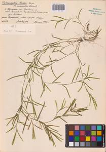 Potamogeton friesii Rupr., Eastern Europe, Moscow region (E4a) (Russia)