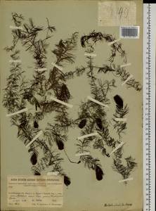 Ceratophyllum, Siberia, Baikal & Transbaikal region (S4) (Russia)