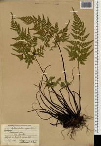 Asplenium adiantum-nigrum L., Caucasus, Azerbaijan (K6) (Azerbaijan)