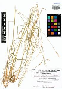 Schizachne purpurascens subsp. callosa (Turcz. ex Griseb.) T.Koyama & Kawano, Siberia, Baikal & Transbaikal region (S4) (Russia)