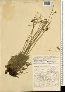 Oreomecon nudicaulis subsp. nudicaulis, Mongolia (MONG) (Mongolia)