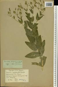 Gypsophila vaccaria (L.) Sm., Eastern Europe, Central forest-and-steppe region (E6) (Russia)