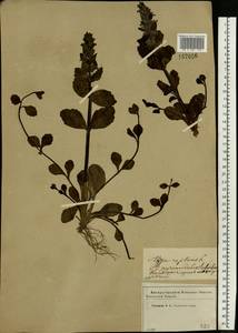 Ajuga reptans L., Eastern Europe, Western region (E3) (Russia)
