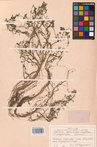 Callitriche cophocarpa Sendtn., Eastern Europe, Northern region (E1) (Russia)