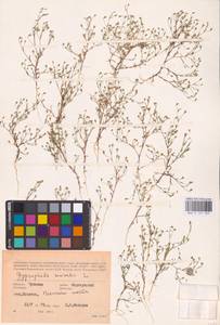 Psammophiliella muralis (L.) Ikonn., Eastern Europe, Middle Volga region (E8) (Russia)