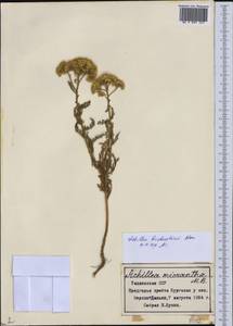 Achillea arabica Kotschy, Middle Asia, Pamir & Pamiro-Alai (M2) (Tajikistan)