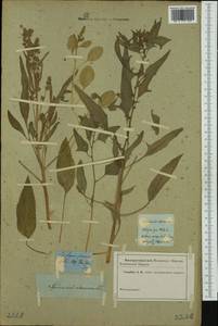 Spinacia oleracea, Western Europe (EUR)