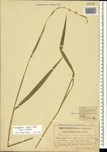 Brachypodium pinnatum (L.) P.Beauv., Crimea (KRYM) (Russia)