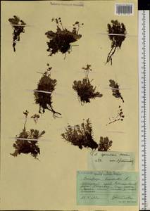 Saxifraga bronchialis subsp. cherlerioides (D. Don) Hult., Siberia, Russian Far East (S6) (Russia)