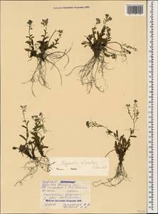 Myosotis alpestris, Caucasus, North Ossetia, Ingushetia & Chechnya (K1c) (Russia)