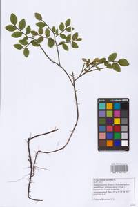 Vaccinium myrtillus L., Eastern Europe, North-Western region (E2) (Russia)