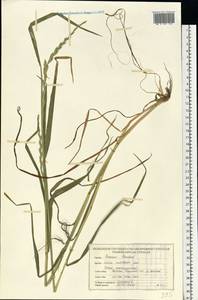 Lolium multiflorum Lam., Eastern Europe, Belarus (E3a) (Belarus)