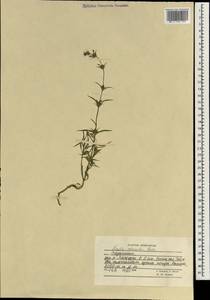 Nepeta saturejoides Boiss., South Asia, South Asia (Asia outside ex-Soviet states and Mongolia) (ASIA) (Afghanistan)