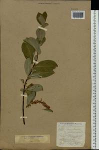 Salix hastata L., Eastern Europe, Northern region (E1) (Russia)