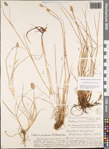 Alopecurus magellanicus Lam., Siberia, Yakutia (S5) (Russia)