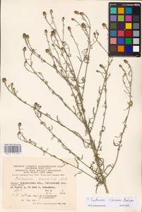 Centaurea stoebe subsp. stoebe, Eastern Europe, West Ukrainian region (E13) (Ukraine)