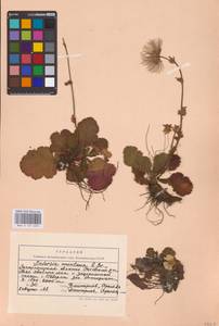 Geum montanum L., Eastern Europe, West Ukrainian region (E13) (Ukraine)