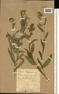 Centaurea jacea L., Eastern Europe, North Ukrainian region (E11) (Ukraine)