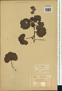 Pelargonium chandleri, Africa (AFR) (Not classified)