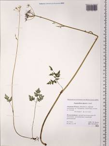 Aegopodium alpestre Ledeb., Siberia, Russian Far East (S6) (Russia)