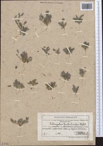 Astragalus tribuloides Delile, Middle Asia, Muyunkumy, Balkhash & Betpak-Dala (M9) (Kazakhstan)