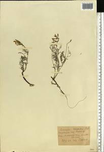 Astragalus varius, Eastern Europe, North Ukrainian region (E11) (Ukraine)