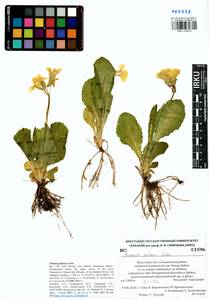 Primula elatior subsp. pallasii (Lehm.) W. W. Sm. & Forrest, Siberia, Baikal & Transbaikal region (S4) (Russia)